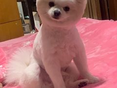 -唐小姐の猫狗洗护·购宠旗舰店(周浦万达店)