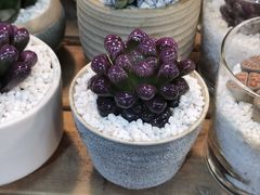 -双季花艺园艺市场(浦东店)