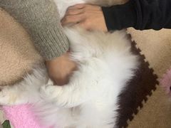 -三花喵·撸猫购宠·宠物生活馆(虹桥南丰城店)