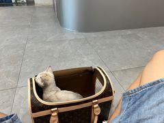 -伟伟宠物医院·CT影像中心·瑞派犬猫综合性门诊(汉口总院)