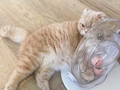 -CAT’S MEWSTAR CAFE·喵星球猫屋(晴湾咖啡店)