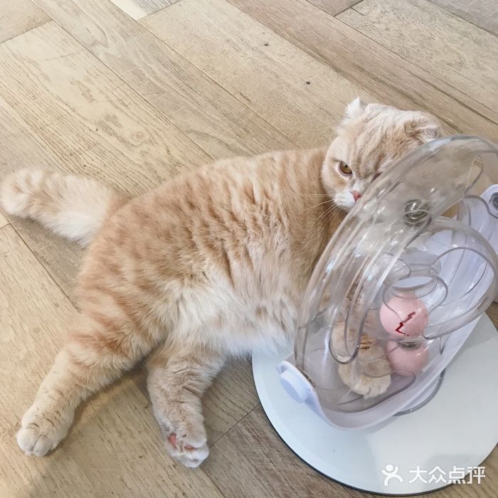 CAT’S MEWSTAR CAFE·喵星球猫屋(晴湾咖啡店)图片