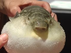 -肆月河豚·淮扬菜·湘菜(华天店)