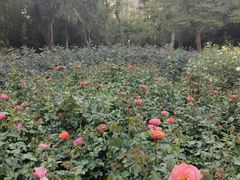 -人民公园(罗湖区)