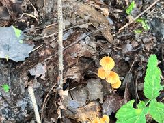 -牛背梁国家森林公园