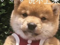-老周记顺德双皮奶