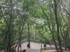 -紫金山山顶公园