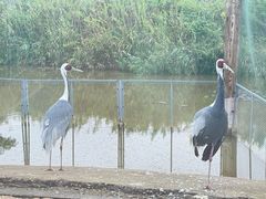 -盐城丹顶鹤湿地生态旅游区