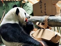 -灵玲国际马戏城