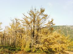 -四明山国家森林公园