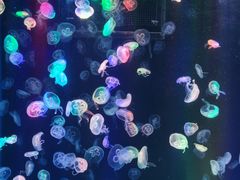 -海合安成都极地海洋公园