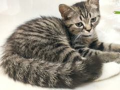 -我爱猫咪·猫咖·狗咖·安哥拉兔·羊驼咖(小寨华旗店)
