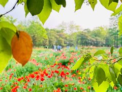 -上海共青森林公园
