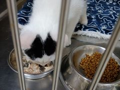 -艾贝尔宠物诊疗