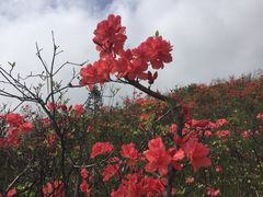 -大围山国家森林公园