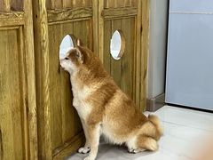 -柴源莊·柴小宠柴犬咖啡
