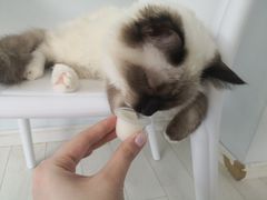 -喵的天空名猫咖啡馆·撸猫·猫舍·用品