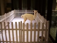 -舟山朱家尖威斯汀酒店·知味标帜自助餐厅