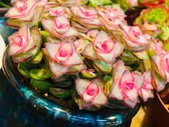 -双季花艺园艺市场(浦东店)