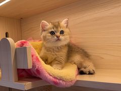 -柚子猫舍·精品猫舍购猫·猫咪认养·购宠·宠物店