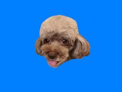 -城市大道红炉披萨烘焙坊