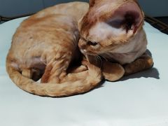 -Heymao猫咖.咖啡厅(东门店)