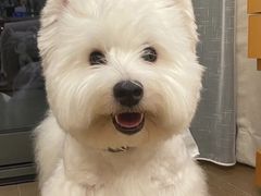 -萌宠之家·腊肠犬·马尔泰·小体犬舍