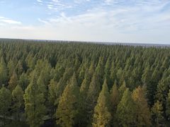 -黄海国家森林公园