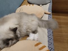 -滚猫咖啡·猫咖·猫友好撸猫(未来城店)