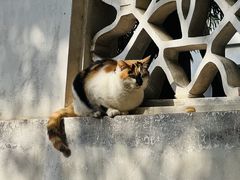 -西园戒幢律寺