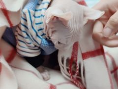 -心仪动物医院·牙专科·肿瘤·心脏科(西客站院)