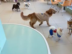 -怪兽屋·羊驼·猫咖·狗咖(俊华广场店)