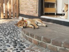 -柴犬高等学院·狗咖·柴犬售卖·宠物训练