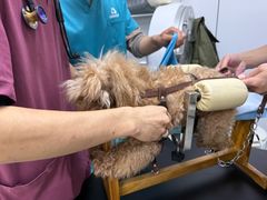 -西安京西宠物医院·瘫痪·疑难杂症