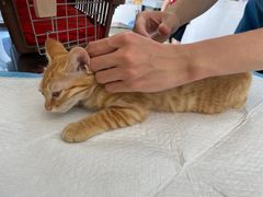 -瑞派长江宠物医院·猫科·外科·24小时夜护(谊城公寓分院)
