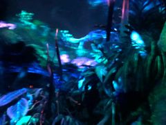 -奥兰多迪士尼动物王国乐园