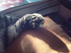 iphone_upload_pic-海边的猫和咖啡馆