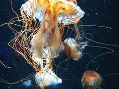 -成都浩海立方海洋公园