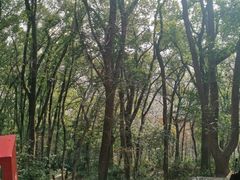 -上海佘山国家森林公园天马山园