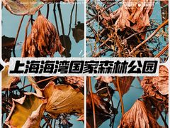 -上海海湾国家森林公园