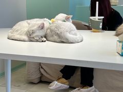 -怪兽屋·羊驼·猫咖·狗咖(俊华广场店)