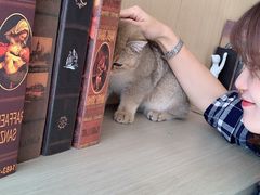-飞行喵MR PILOT|猫舍·猫咖(静安大融城店)