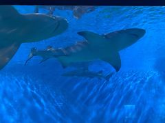 -北戴河圣蓝海洋公园