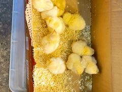 -双季花艺园艺市场(浦东店)