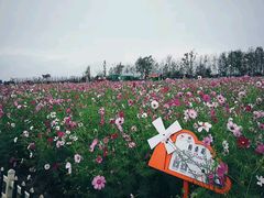 -荷兰花海