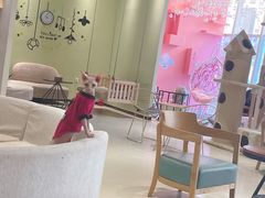 -藏猫猫咖啡主题馆(中央大道店)