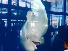 -泉城欧乐堡海洋极地世界