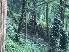 -青城山