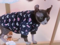 -糯米喵星人·撸猫猫舍咖啡馆(西市场嘉华店)