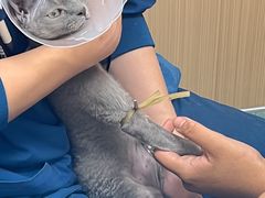 -瑞派·关忠动物医院·猫专科·犬专科(三环新城店)